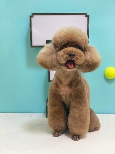 这家宠物店美容太棒啦！