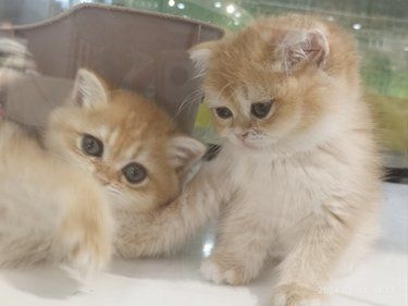 猫咖-凤鸣广场店