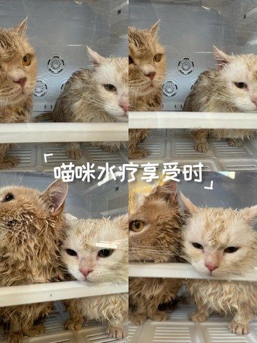 洪家楼附近宝藏宠物护理店