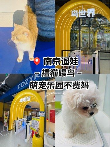 南京寒假遛娃，撸猫喂鸟不费妈