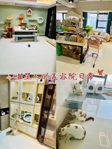 过年给猫主子洗澡，就选这家[打call][打call][打call]