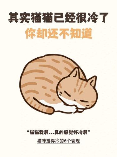 猫咪可以不懂 但铲屎官必须知道！