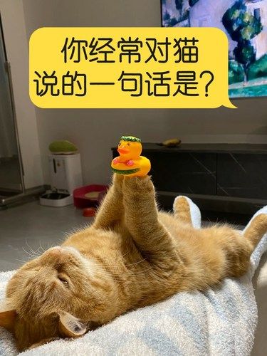 你经常对猫说的一句话是？