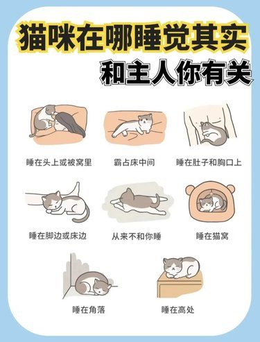 猫咪睡觉的位置就能看出和你熟不熟[狗头]