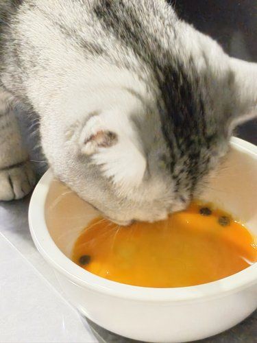 小猫拯救世界