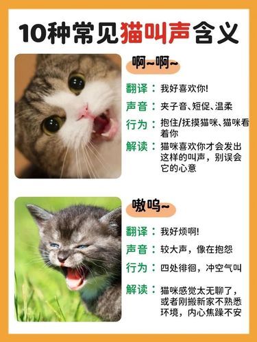 猫咪叫声全解析：10种喵语你懂几种？