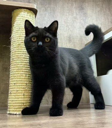 小黑猫免费领