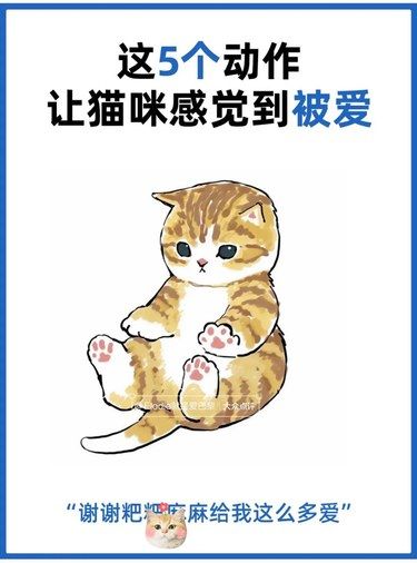 ㊙️【铲屎官来】这5️⃣个动作让猫主子感觉到被爱‼️