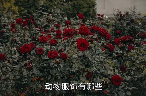  动物服饰有哪些