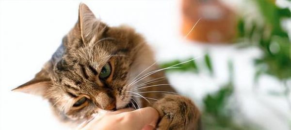 如何解决宠物猫咬人手问题（探究猫咬人的原因）