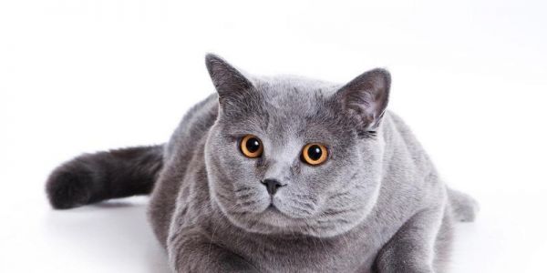 宠物猫在春季易患疾病（探究春季猫咪的健康问题及预防措施）