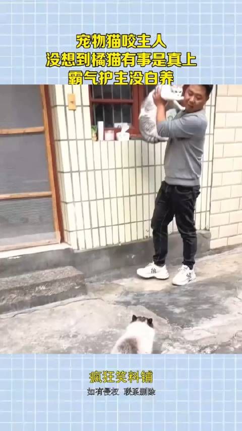 宠物猫咬主人，没想到橘猫有事是真上，霸气护主没白养！