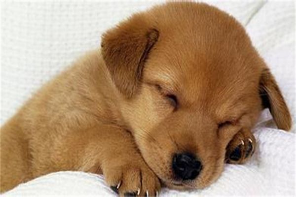 怀孕不能养宠物(怀孕不能养宠物猫吗)