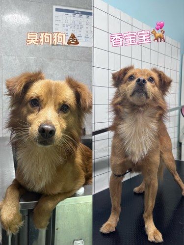 洗澡不求人~狗狗篇