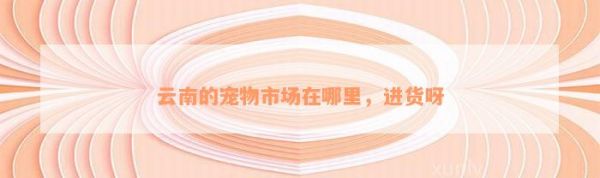 云南的宠物市场在哪里，进货呀