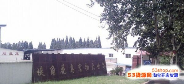 堤角花鸟市场