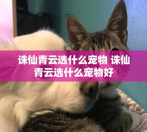 诛仙青云选什么宠物 诛仙青云选什么宠物好