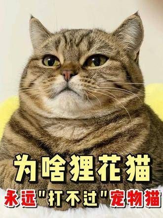 为什么狸花猫被认为永远赶不上宠物猫呢?