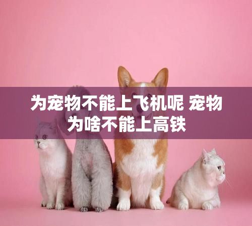 为宠物不能上飞机呢 宠物为啥不能上高铁