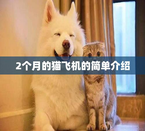 2个月的猫飞机的简单介绍