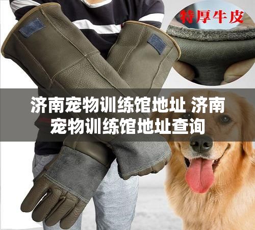 济南宠物训练馆地址 济南宠物训练馆地址查询