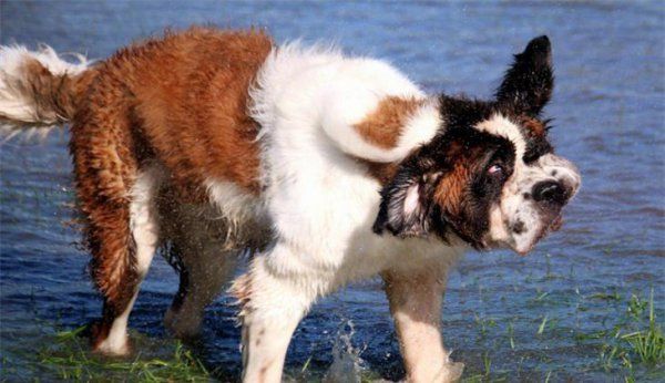 圣伯纳犬幼崽一般在什么价位