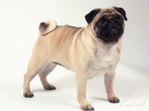 巴哥犬伸手可及，却碰不到骨头，揭秘宠物间的心理距离