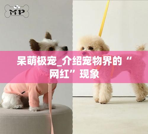 呆萌极宠_介绍宠物界的“网红”现象