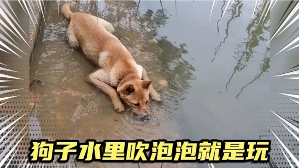 让人哭笑不得的萌宠,狗子水里吹泡泡,像不像小时候的你