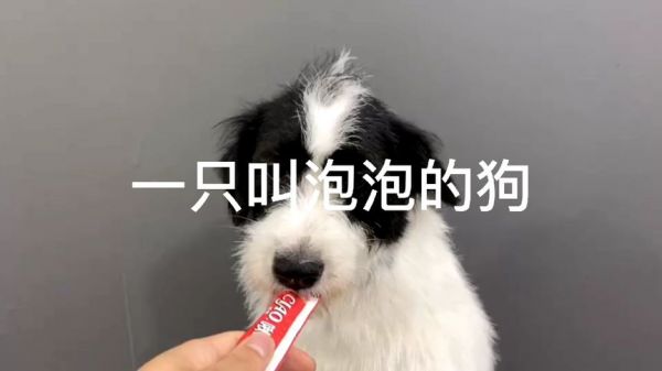 一只叫泡泡的狗,萌到了无数人,她来了!