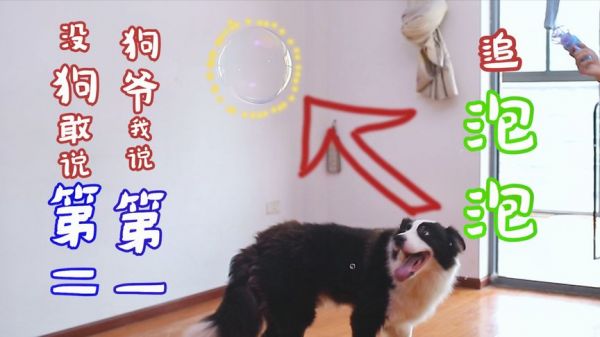 铲屎官给本狗狗吹泡泡,就为逗我开心,我容易吗?