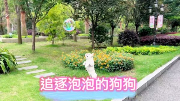 法斗饺子和院里的小朋友玩泡泡。见过狗狗玩球你见过狗狗玩泡泡吗