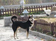 宠物狗绳选购要注意什么?