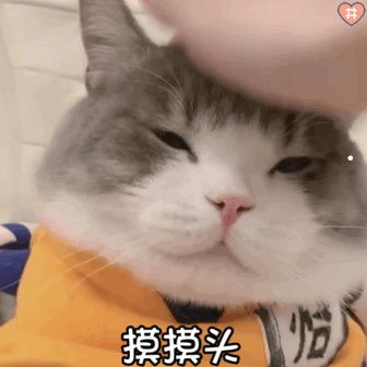 抖音猫咪卖萌文案