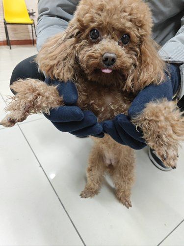 宠物美容小心得