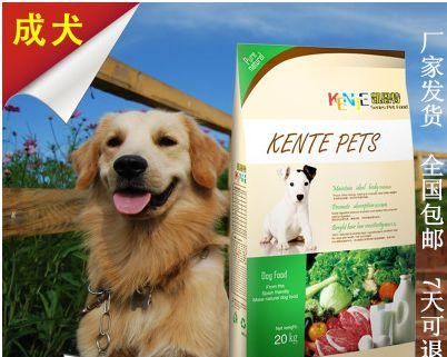 金毛VS德牧，谁更适合作为宠物？（深入比较两种犬种的优缺点，帮助你做出明智的选择）