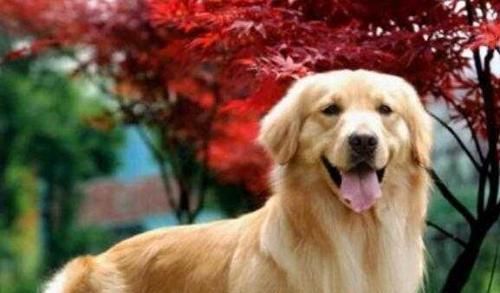 如何治疗患有犬瘟热的金毛宠物（金毛宠物感染犬瘟热的原因和症状）