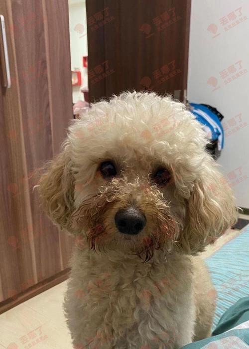 深圳狗狗回收专家，让你的宠物无忧退役（深圳哪里可以回收狗狗）
