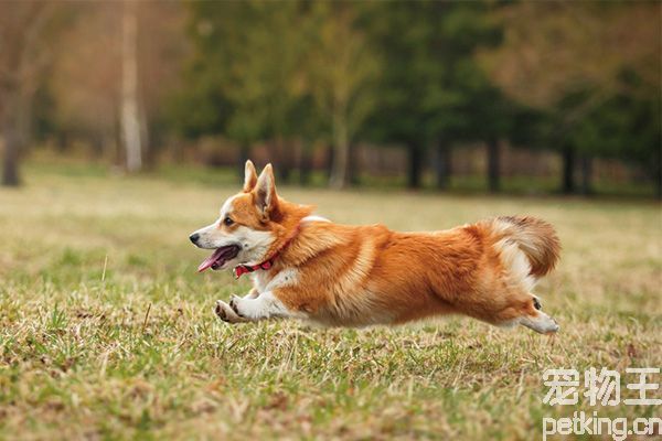 柯基犬训练哪些内容合适？可以教柯基犬哪些动作？