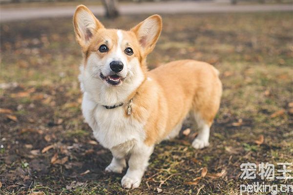 柯基犬训练上厕所要怎么做？柯基犬训练大小便
