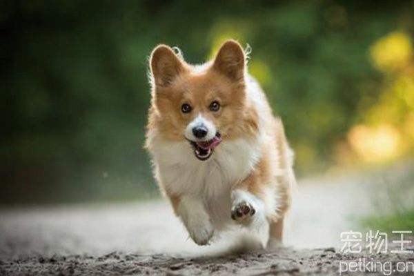 柯基犬怎么训听话？小型犬柯基的训练方法大全！