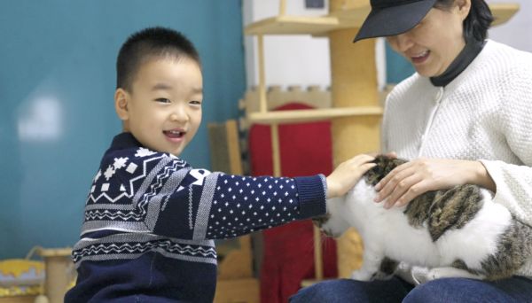 家庭宠物猫 孩子和猫