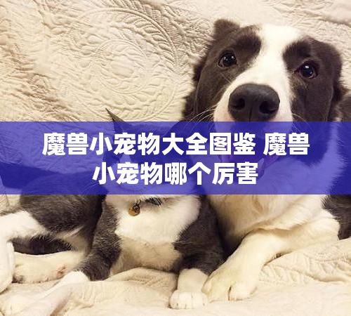 魔兽小宠物大全图鉴 魔兽小宠物哪个厉害