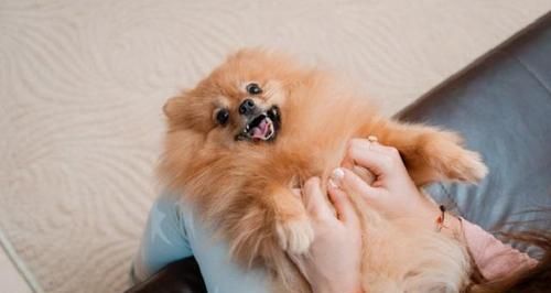 为什么要经常给宠物狗狗梳毛？（掌握梳毛技巧，让狗狗更健康）