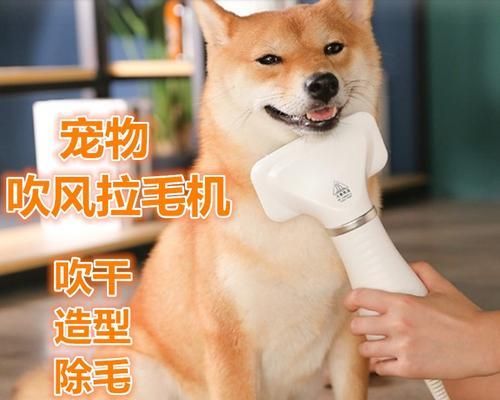为什么要经常给宠物狗狗梳毛？（掌握梳毛技巧，让狗狗更健康）