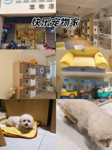 治愈宠物，温暖人心