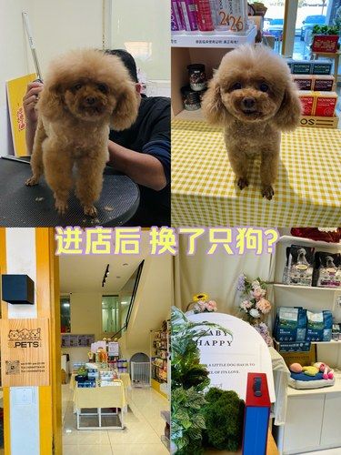 人靠衣装 狗靠… 美容师✂️