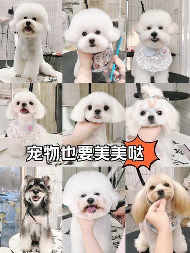 长沙宠物美容天花板还有谁不知道！