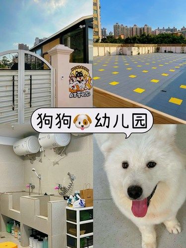 这年头，狗狗都可以上幼儿园交朋友啦❗
