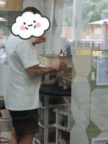 这个店员这样对待我家猫！养宠人必看！！
